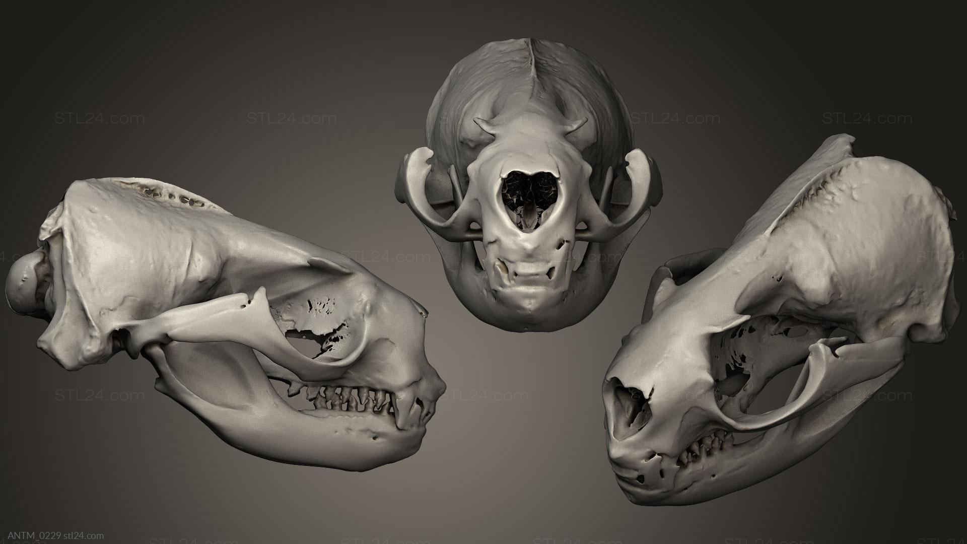 Anatomy of skeletons and skulls - Animal Skulls 022, ANTM_0229. 3D stl model  for CNC
